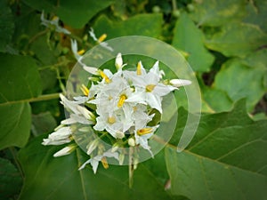 photo of a clump of tiny white flowers with a combination of yellow on the edge of the forest