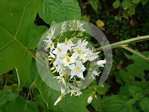 photo of a clump of tiny white flowers with a combination of yellow on the edge of the forest