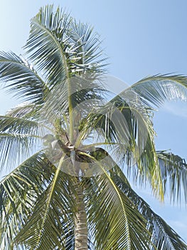 Photo of a coconut tree against a blue sky