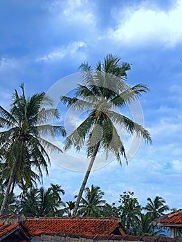 photo of coconut tree in my village yard