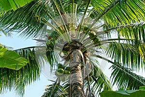 A coconut tree on sunny day