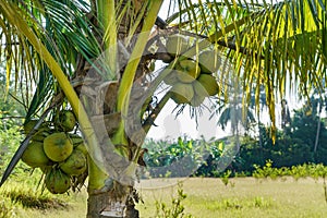 A coconut tree on sunny day