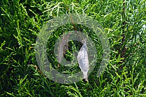 photo of a cocoon hanging on a tree