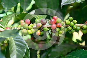 Photo coffee plant with coffee fruits in farm plantduring production harvest photo