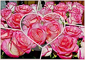 Photo collage beautiful bouquet of delicate roses. A gift for your beloved. Background for the postcard.