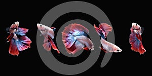 Photo collage betta siamese fighting fish halfmoon marble grizzle in red blue