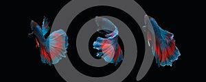 Photo collage of blue red halfmoon type of betta splendens siamese fighting fish isolated on black color background. Image photo