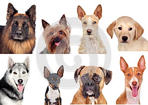 Photo collage of different breeds of dogs