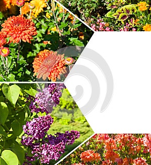 Photo collage of flowers of lilac, rhododendron, chrysanthemums and marigolds. There is free space for text