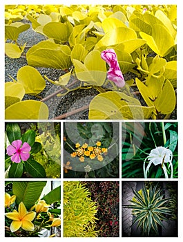 Photo collation of plants to look at plants by their type photo