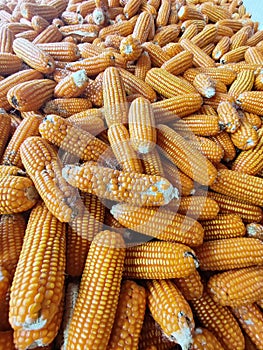 Photo of a collection of corn after harvest in Talun Kulon village, Tulungagung City, East Java, Indonesia