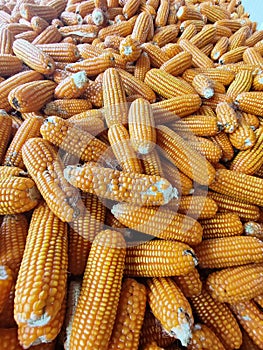 Photo of a collection of corn after harvest in Talun Kulon village, Tulungagung City, Indonesia