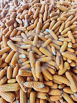 Photo of a collection of corn after harvesting in Talun Kulon village, Tulungagung City, East Java
