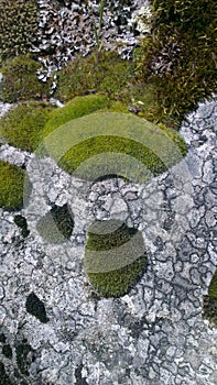 Colored mosses lichen on stone in the Ardeche