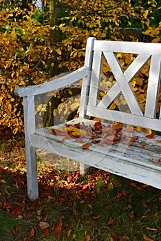 Beech foliage on an old white wooden bench