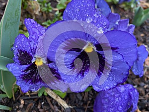 Colorato bagnato viola un orfano fiori primavera 