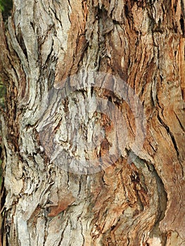 Colourful bark texture