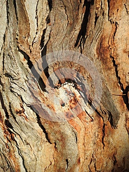 Colourful bark texture