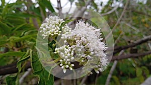 a photo of the Common boneset or Eupatorium perfoliatum plant with blooming flowers