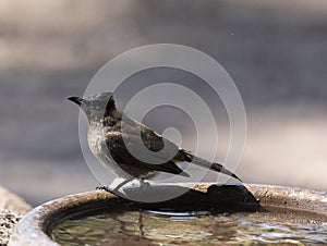 A photo of common bulbul