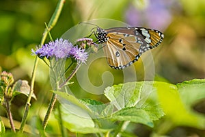 Photo of a common tiger butterfly sitting on a flower in garden