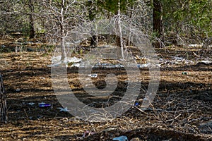 Photo complaint. Crowd of plastic bottles in the pine forest of Coto Cuadros. Murcia, Spain