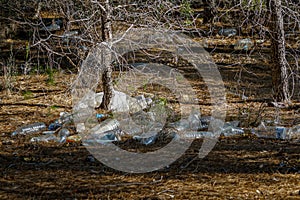 Photo complaint. Crowd of plastic bottles in the pine forest of Coto Cuadros. Murcia, Spain photo