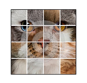 Photo composition of a cat's head made with various cats