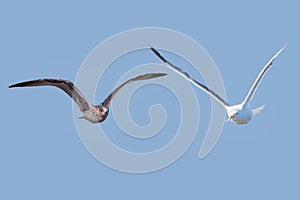 Photo Composition of Juvenile and adult Specimens of Yellow-legged gull Larus michahellis in flight