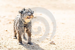 Photo with copy space of a dog breed Schnauzer standing on a park