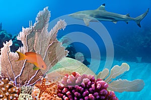 Photo of a coral colony, Red Sea