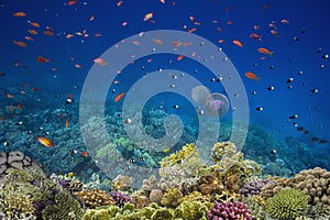 Photo of a coral colony, Red Sea, Egypt