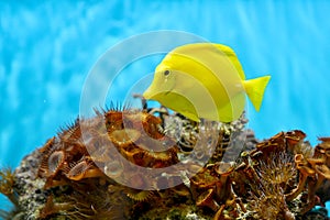 Photo of a coral colony, Red Sea, Egypt