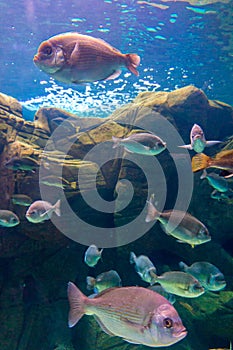 Photo of a coral colony, Red Sea