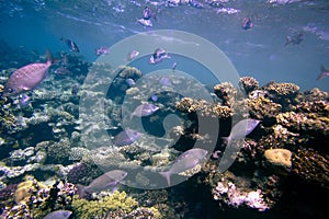 Photo of a coral colony, Red Sea