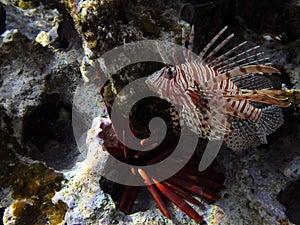 Photo of a coral colony, Red Sea