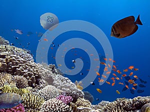 Photo of a coral colony, Red Sea