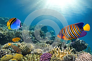 Photo of a coral colony on a reef top