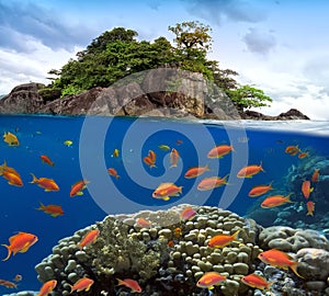 Photo of a coral colony on a reef top