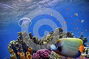 Photo of a coral colony on a reef top, Red Sea