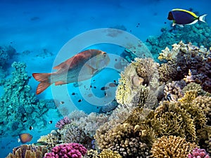 Photo of a coral colony on a reef top, Red Sea