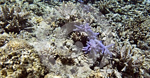 A photo of coral reef