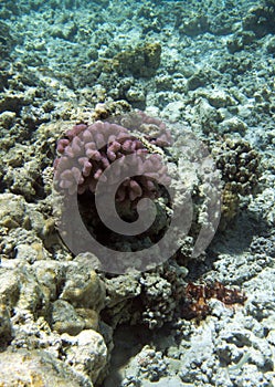 A photo of coral reef