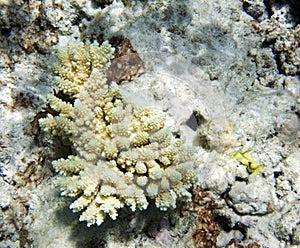 A photo of coral reef