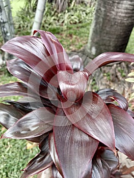 photo of Cordyline fruticosa or hanjuang tree