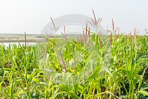 Photo of corn field on the bank of river
