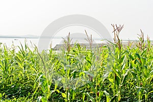 Photo of corn field on the bank of river
