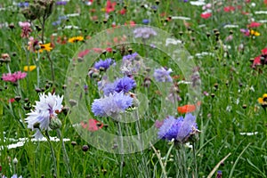 Photo of cornflower, marigold and poppy flowers in a field of wild flowers, taken on a sunny day in summer, in Eastcote, UK