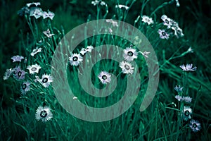 Photo of Cosmos bipinnata Cav wild flower background context