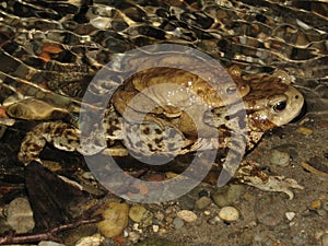 Common toad mating